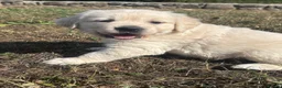 Golden Retriever dogs for sale: Kc golden retriever pups health tested parents - Advert 7