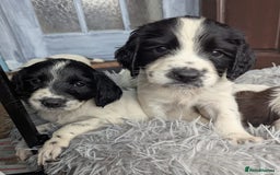 English Springer Spaniel dogs for sale: Beautiful  - Image 3
