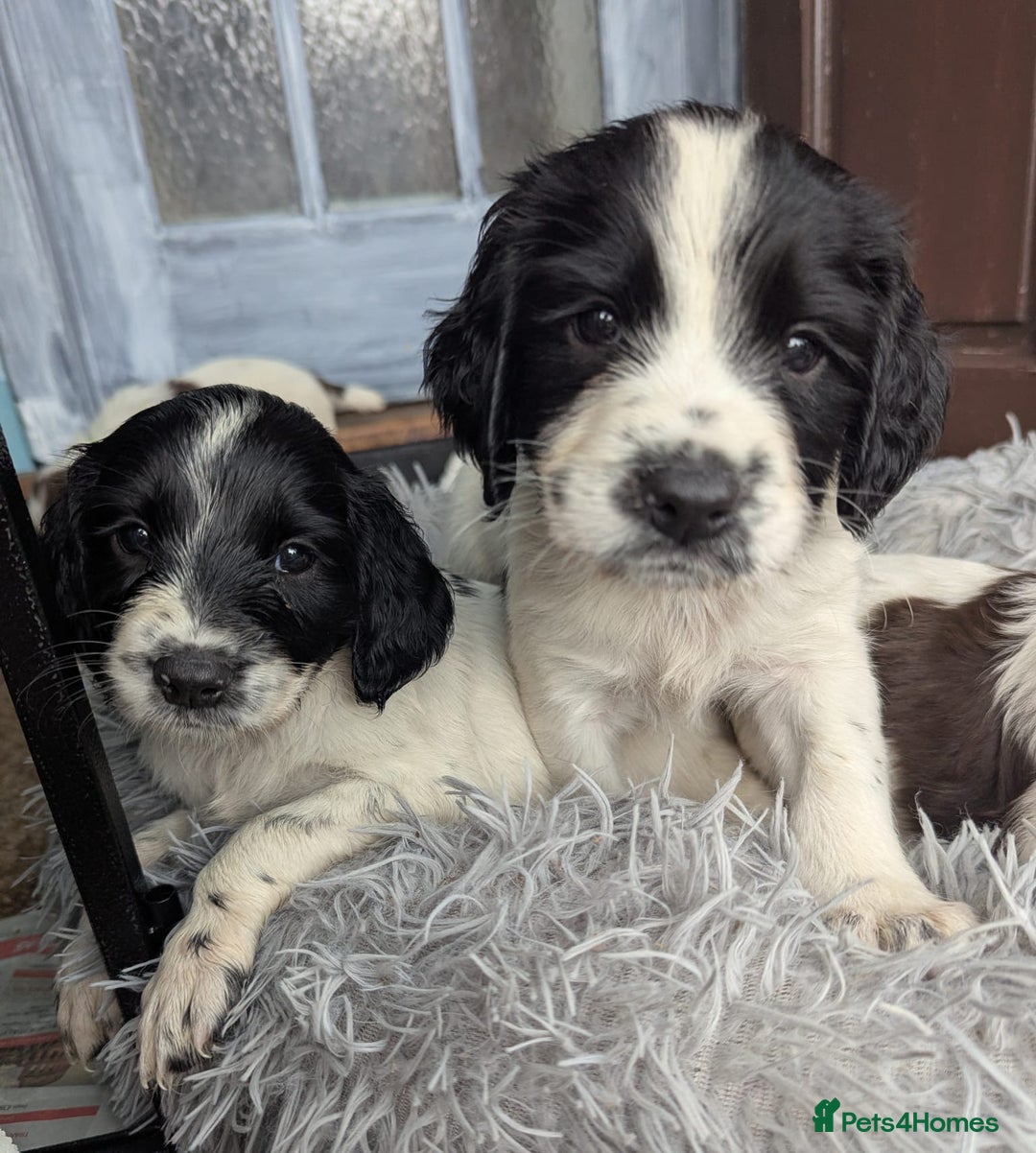 English Springer Spaniel dogs for sale: Beautiful  - Image 3