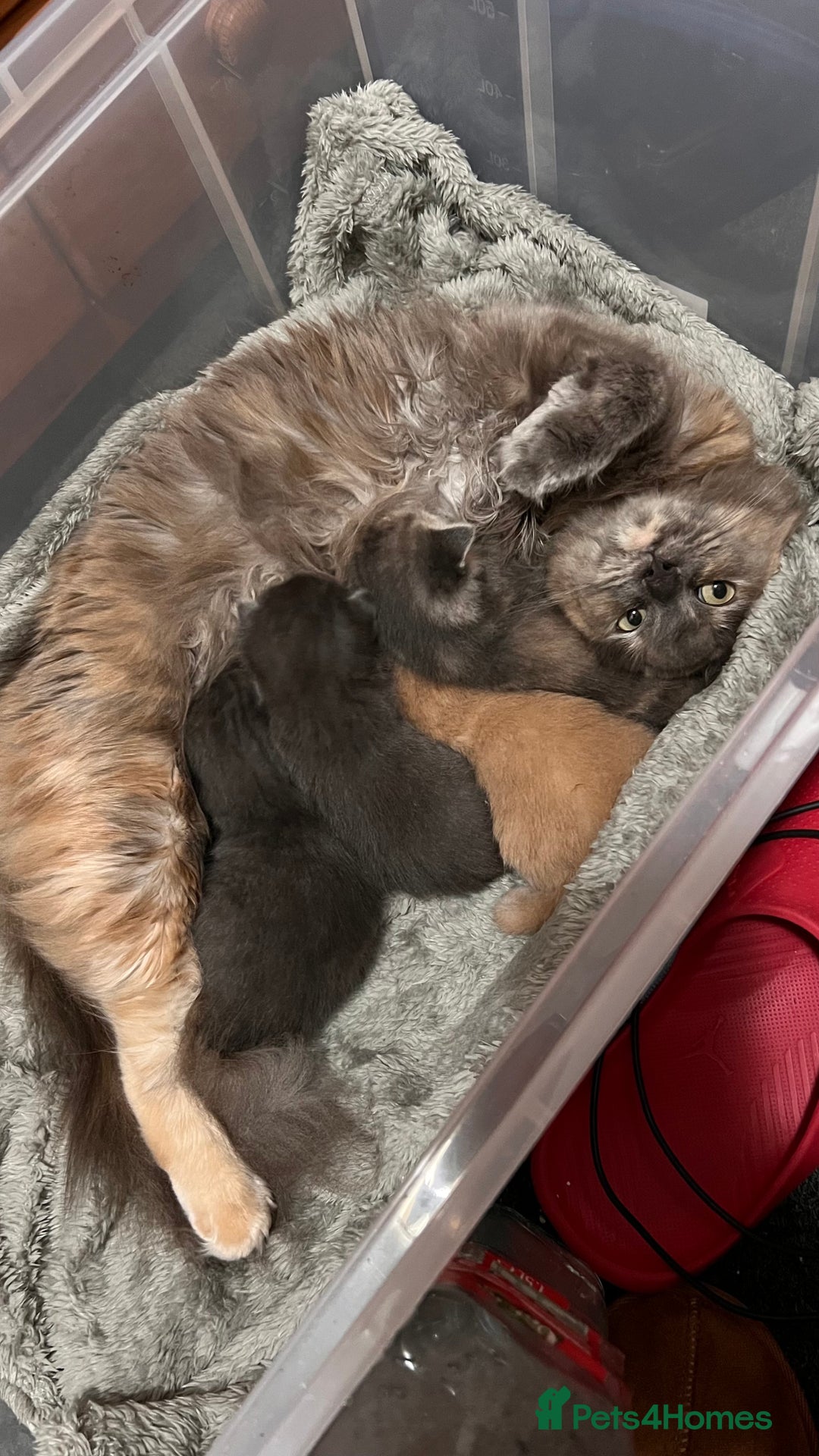 Mixed Breed cats for sale: Half mine coon half British  - Image 20