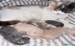 British Shorthair cats for sale: British shorthair kittens a rainbow of colours 😍 - Image 19