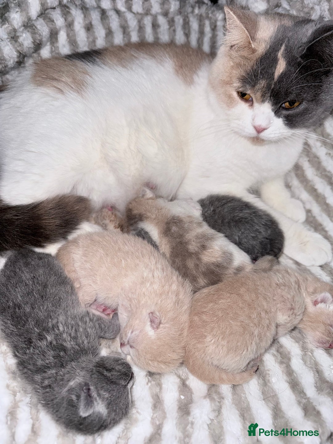 British Shorthair cats for sale: British shorthair kittens a rainbow of colours 😍 - Image 19