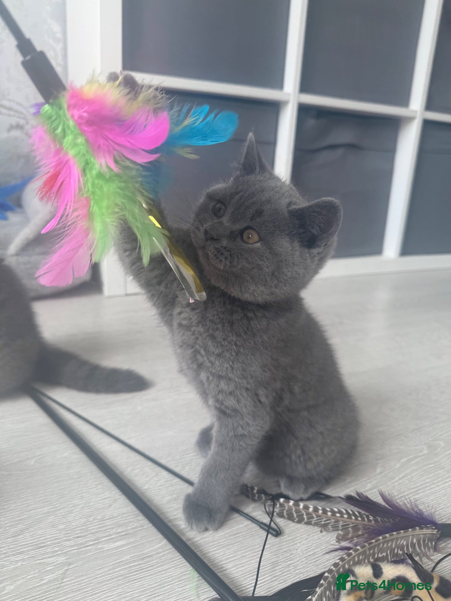 British Shorthair cats Beautiful 😍 GCCF British shorthair kittens - Advert 12