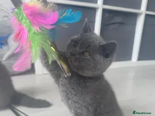British Shorthair cats Beautiful 😍 GCCF British shorthair kittens - Advert 12
