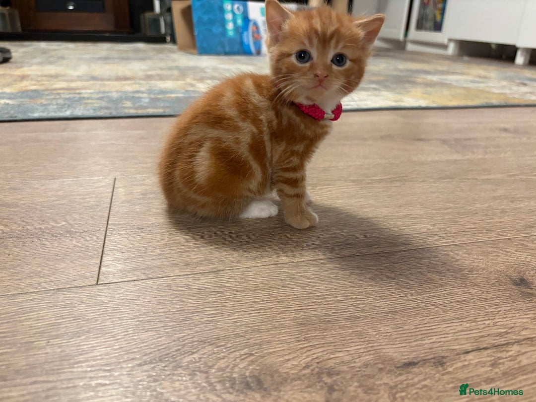 Mixed Breed cats for sale: Now Reserved Beautiful Ginger Male Kitten 4 weeks - Advert 5