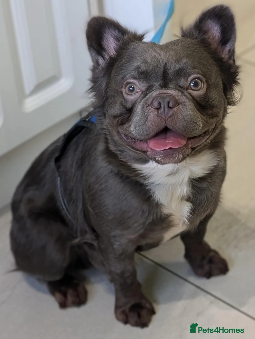 French Bulldog dogs for stud: Rfg tested aa lilac quad fluffy carrying testable in Sheffield - Advert 7