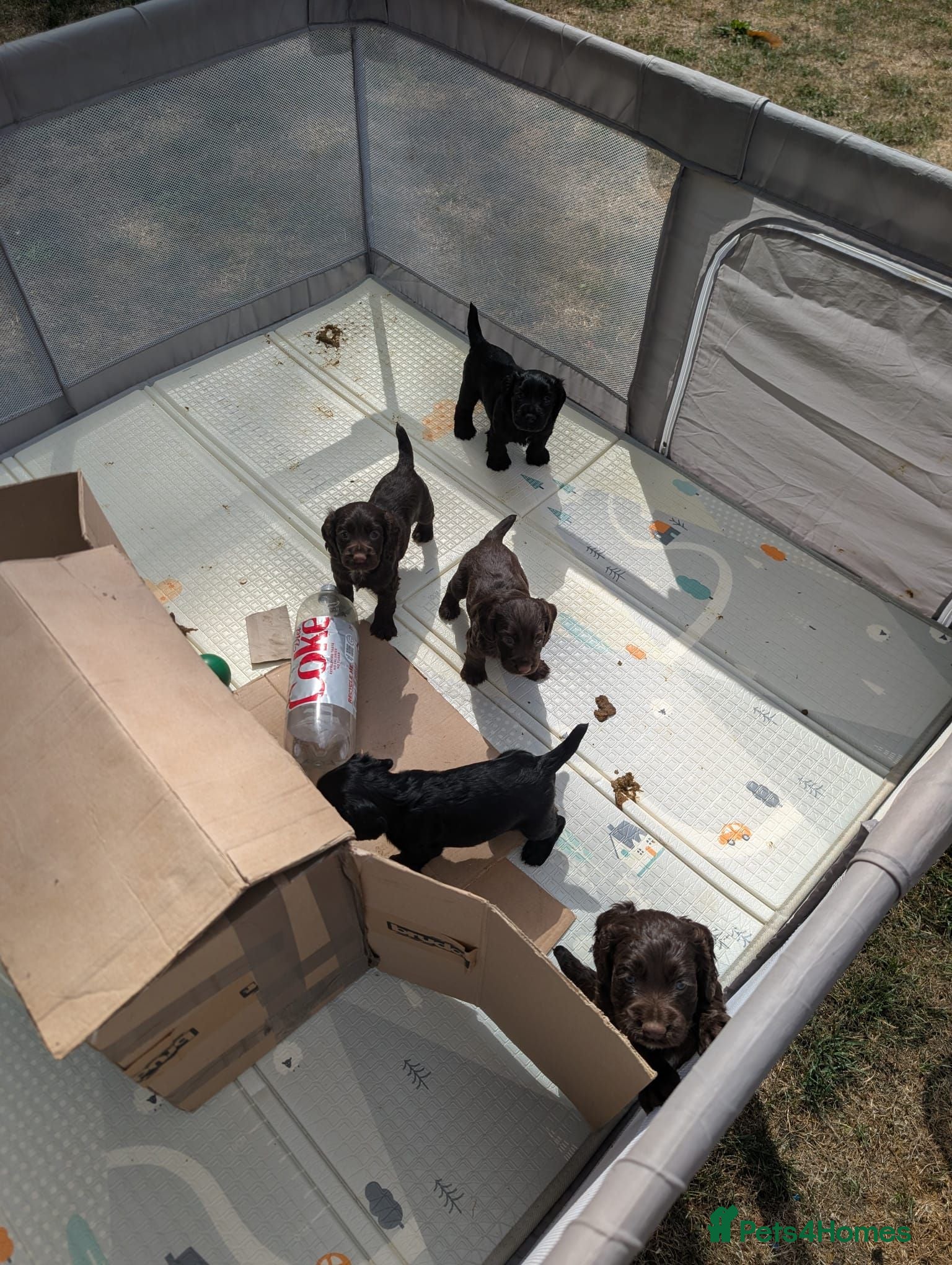 Cocker Spaniel dogs Gamekeeper bred working cockers - Advert 1
