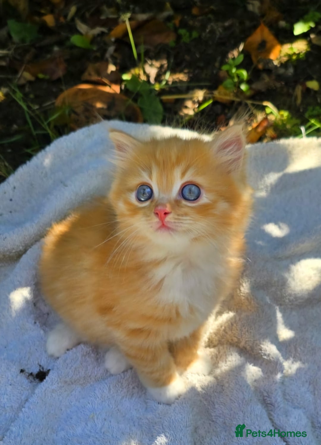 Mixed Breed cats for sale: Red Ginger fluffy kitten boy mix Ragdoll Siberian  - Image 1