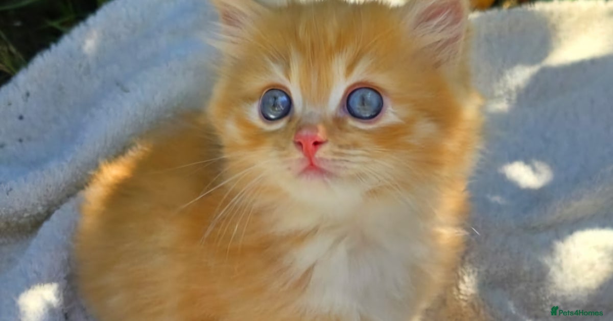 Red Ginger fluffy kitten boy mix Ragdoll Siberian for sale in Rugby ...