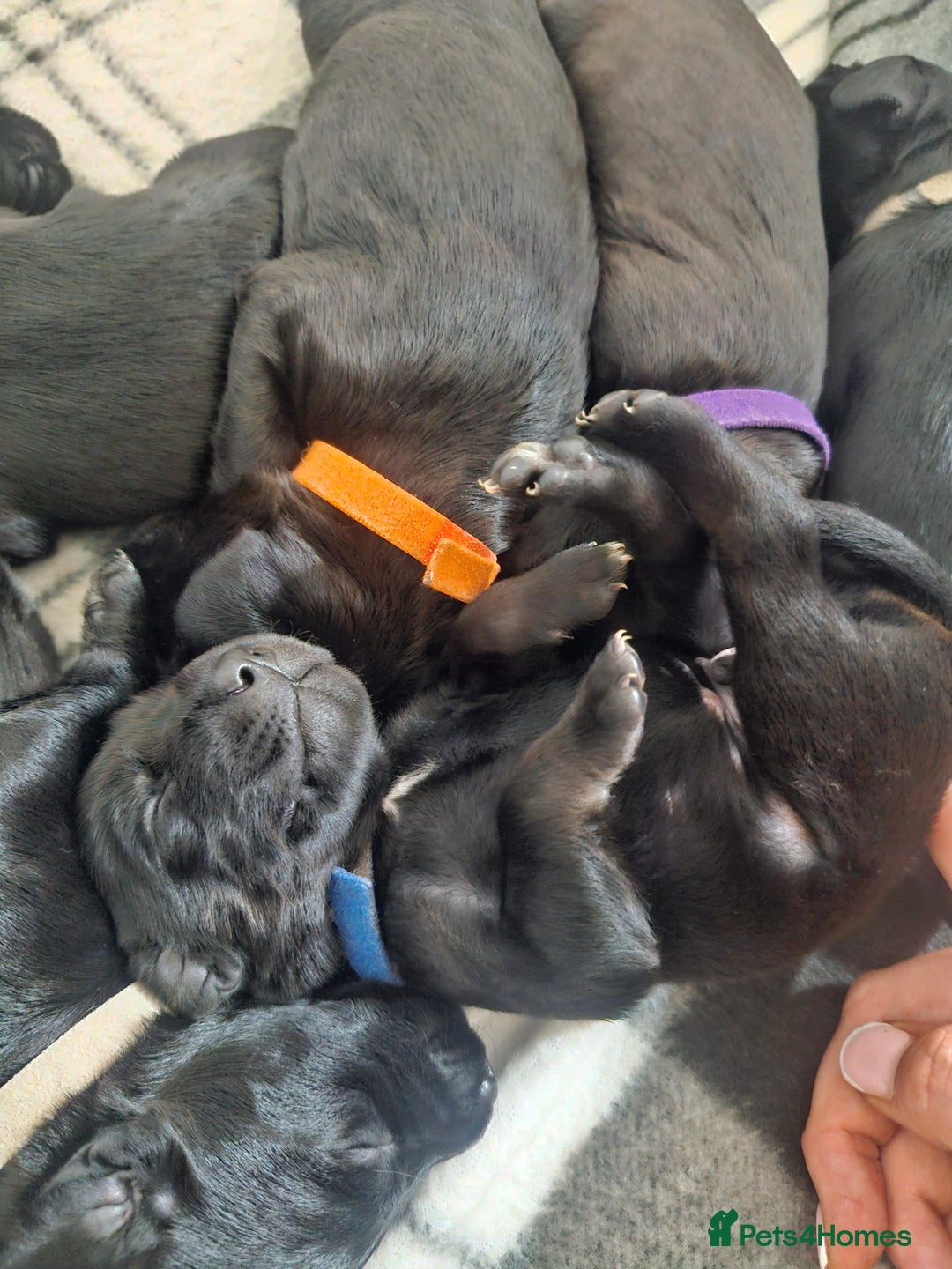 Mixed Breed dogs for sale: Labradoodle x - Image 11