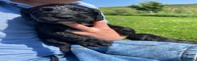 Cocker Spaniel 3