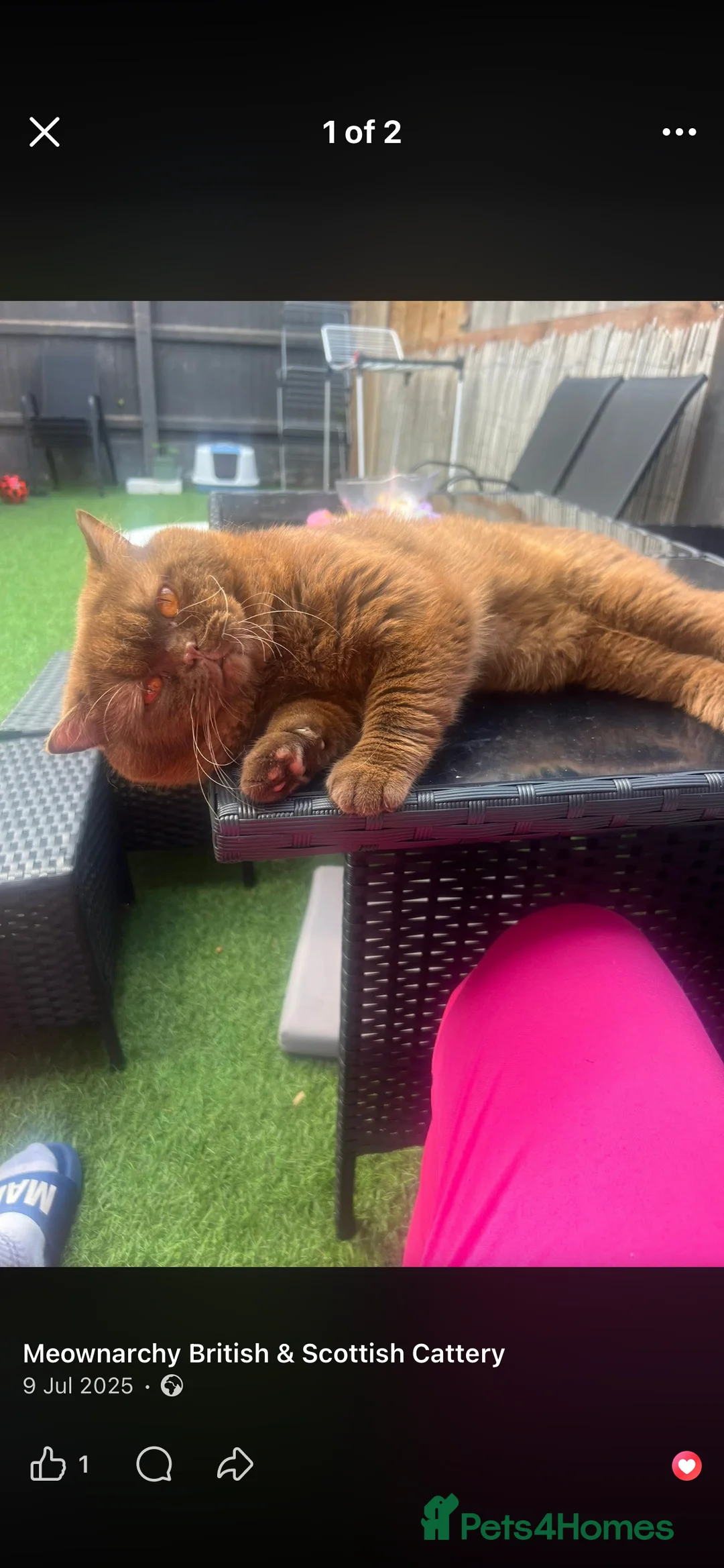 British Shorthair cats for sale: Active chocolate British short hair male - Advert 27