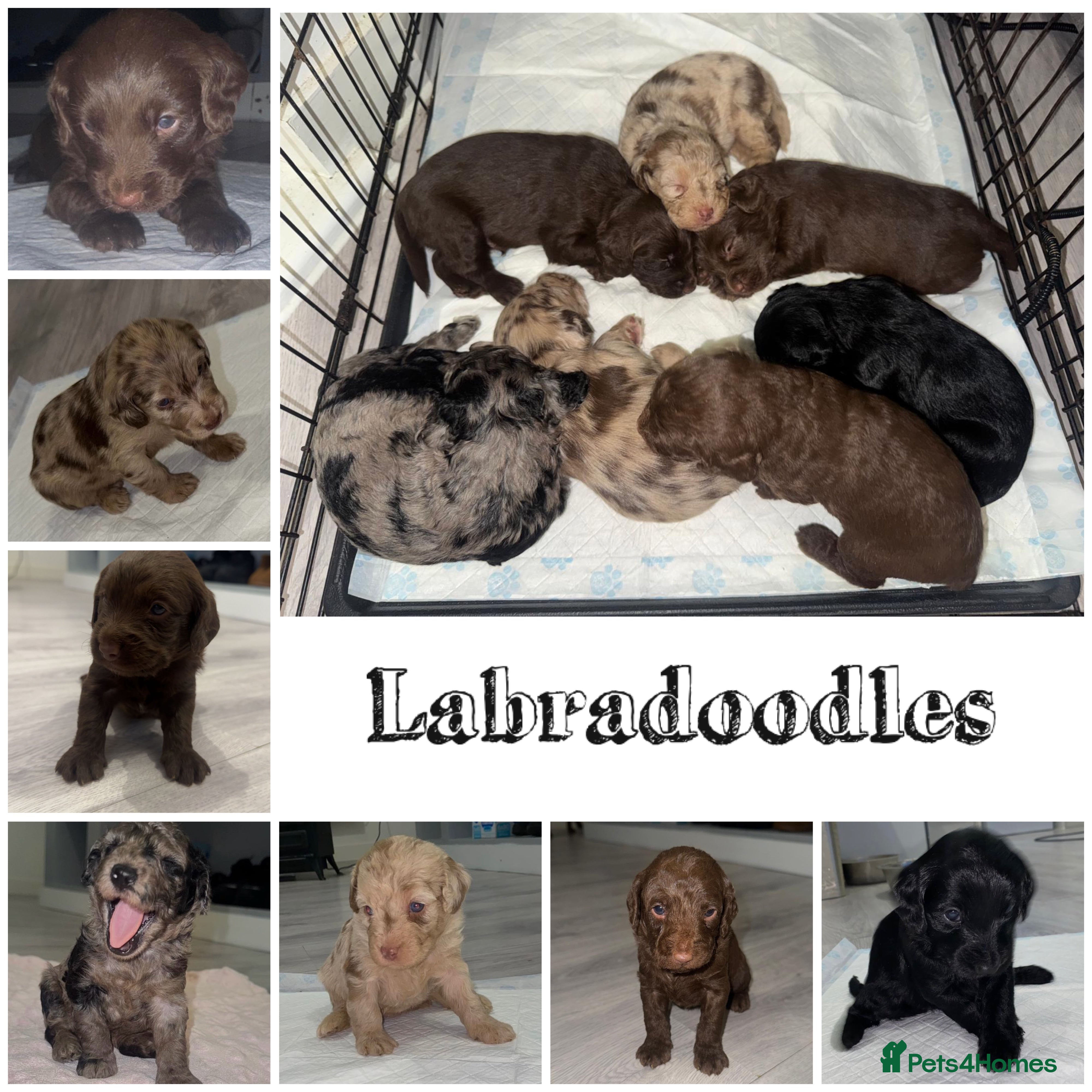 Labradoodle dogs Stunning labradoodle puppies - Advert 2