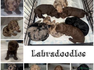 Labradoodle dogs Stunning labradoodle puppies - Advert 2