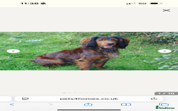 Cocker Spaniel dogs for sale: Working cocker spaniels - Image 10