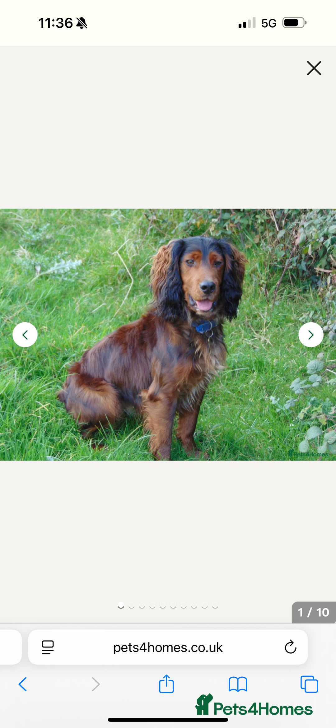 Cocker Spaniel dogs for sale: Working cocker spaniels - Image 10