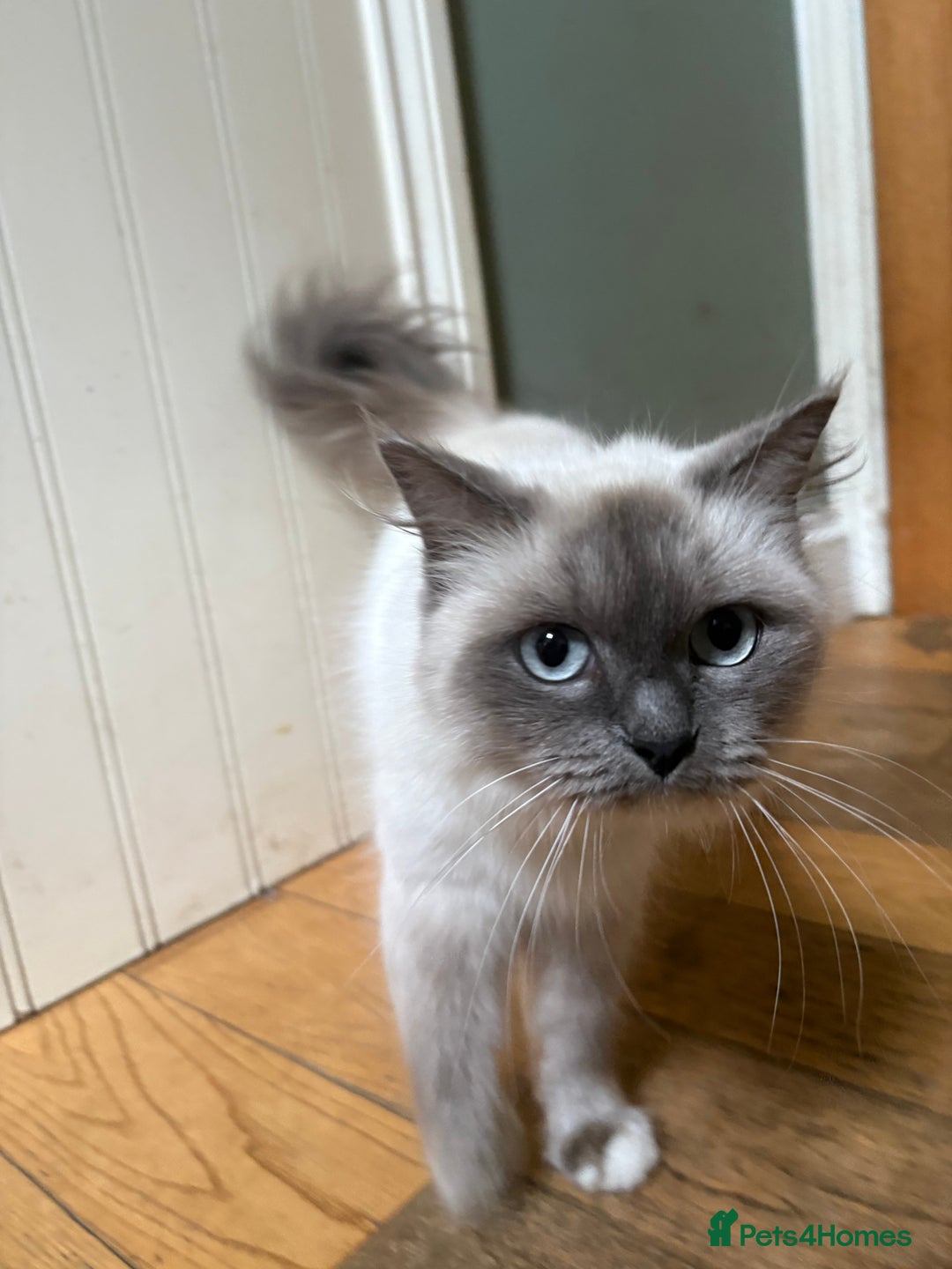 Ragdoll cats for sale: Ragdoll X ready to go! - Image 19
