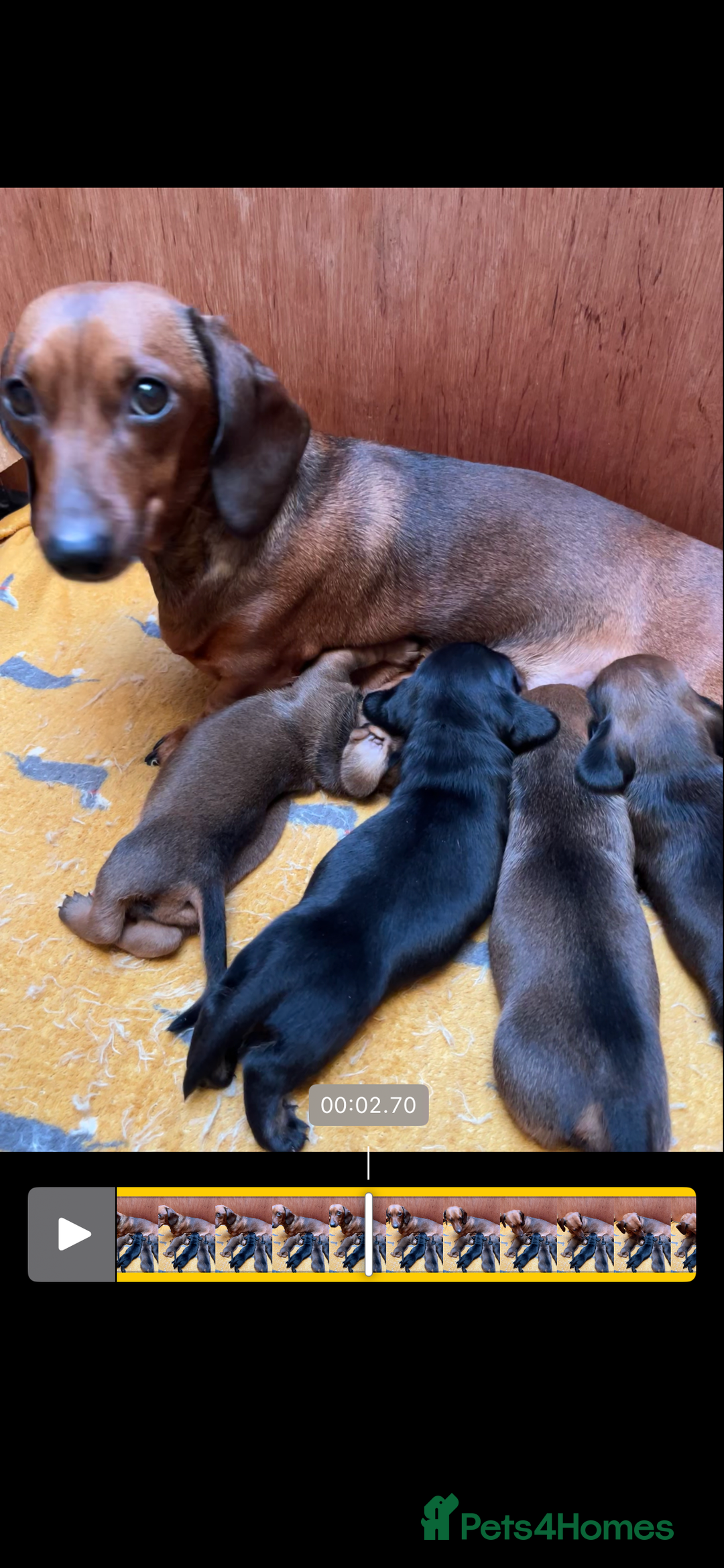Miniature Dachshund dogs for sale: 1 little shaded red miniature dachshund girl left  - Advert 2
