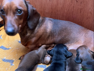 Miniature Dachshund dogs - Advert 17