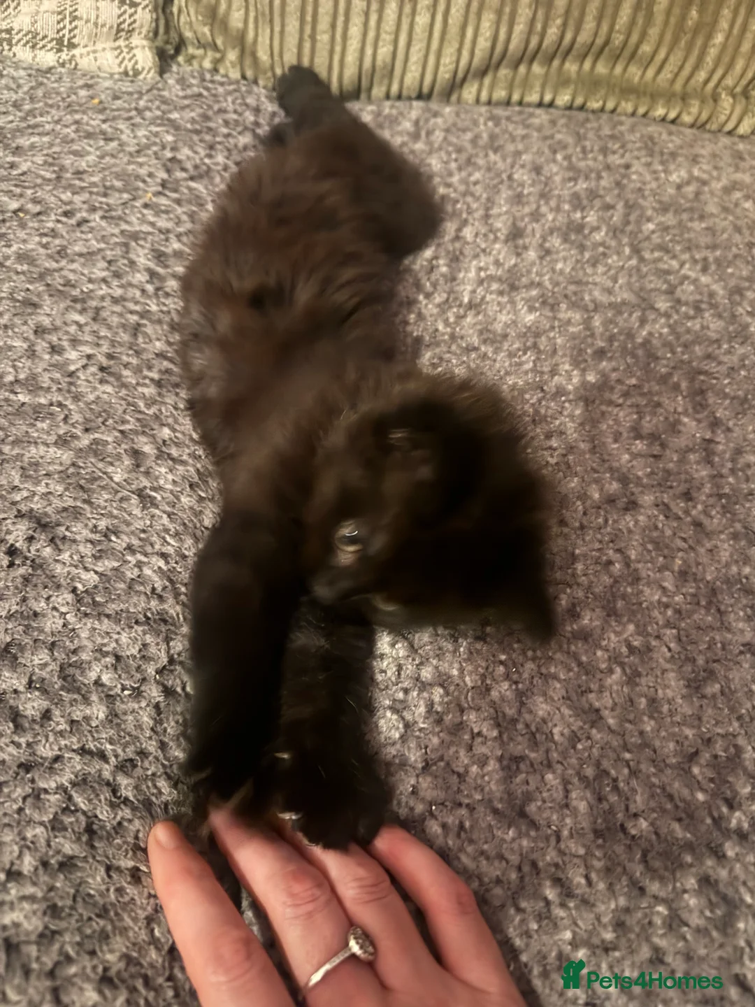 Mixed Breed cats for sale: Beautiful kittens - Advert 4