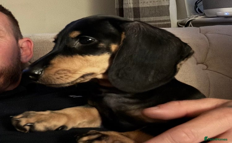 Dachshund dogs - Advert 4