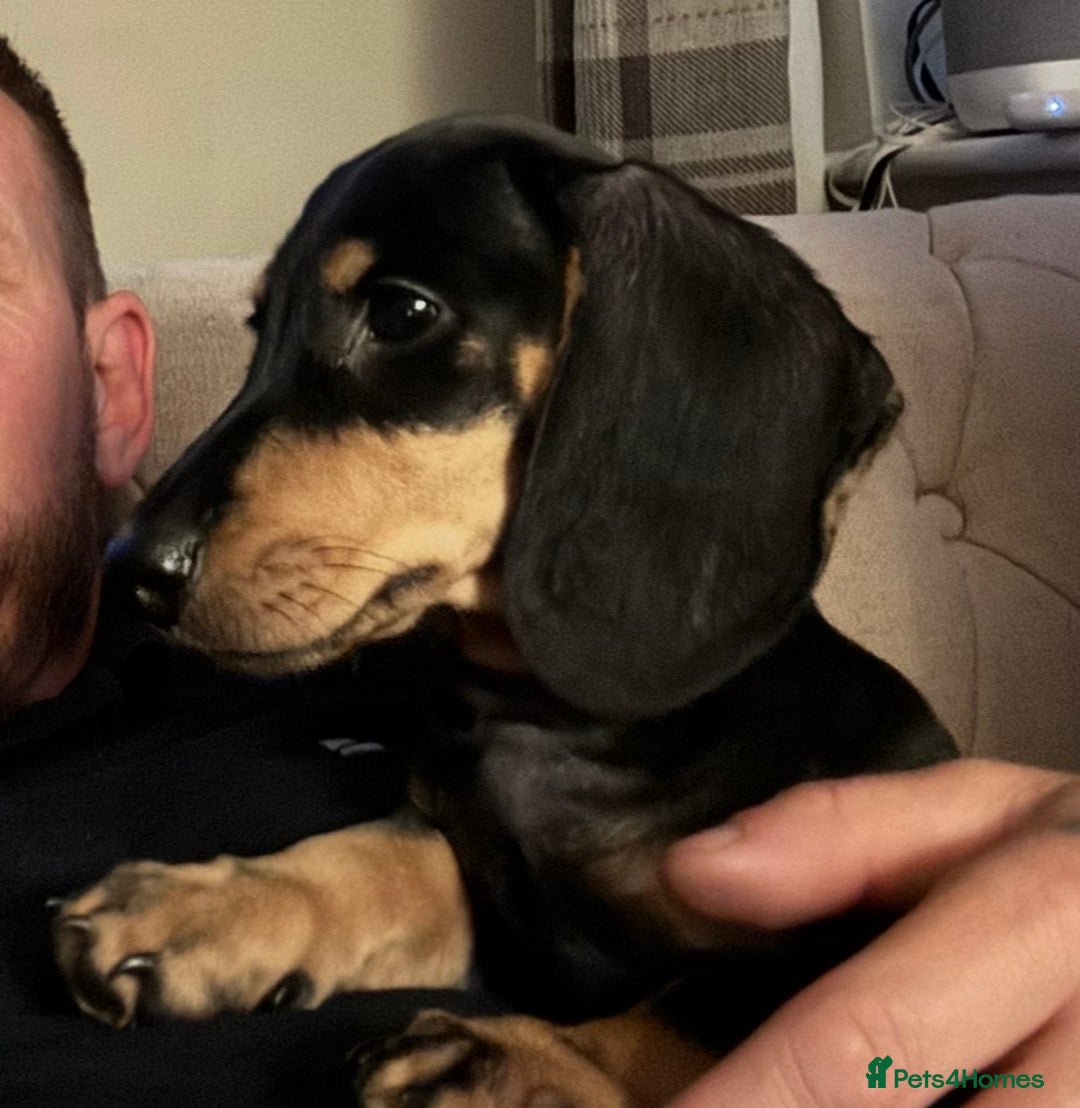 Dachshund dogs for sale: Blk and tan adorable male STANLEY - Image 1