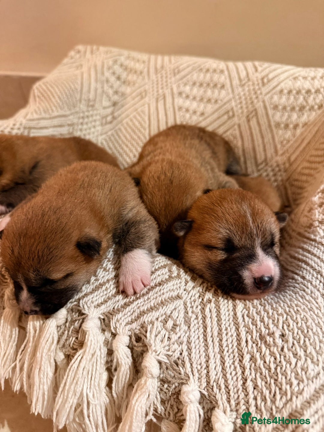 Japanese Shiba Inu dogs for sale: beautiful red Japanese Shiba Inu puppies  - Image 7