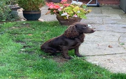 Cocker Spaniel dogs for sale: KC COCKERS HT PARENTS PUPPIES FOR SALE  - Image 7