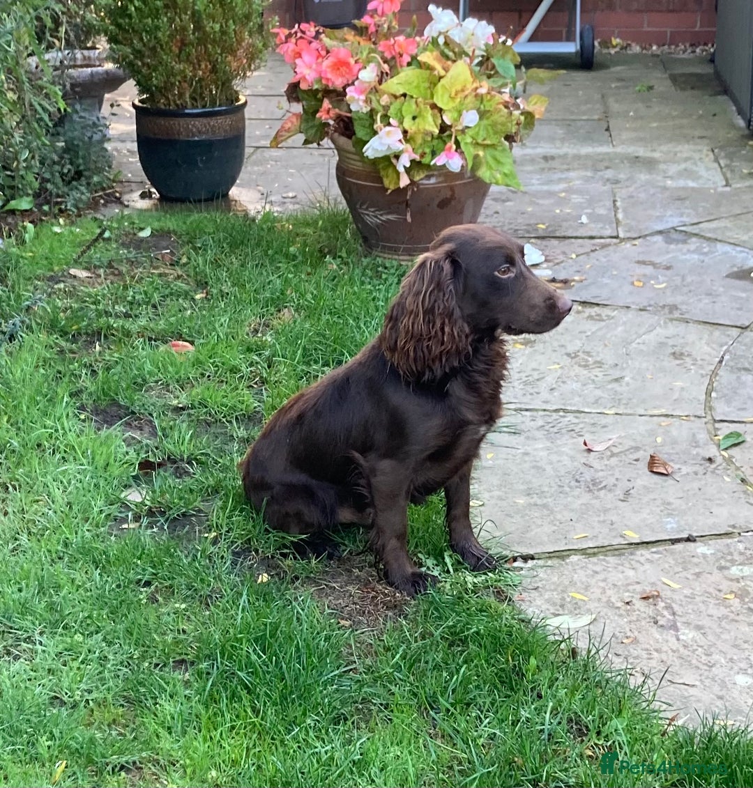 Cocker Spaniel dogs for sale: KC COCKERS HT PARENTS PUPPIES FOR SALE  - Image 7