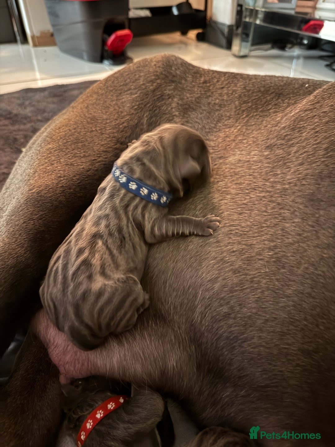 Neapolitan Mastiff dogs for sale: Neapolitan mastiff puppies  - Image 9