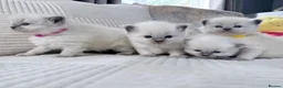 Ragdoll cats for sale: Blue Point Ragdoll Kittens for sale - Advert 4