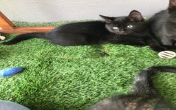 Mixed Breed cats for sale: 2 boys Available today 30/8/25 - Image 3