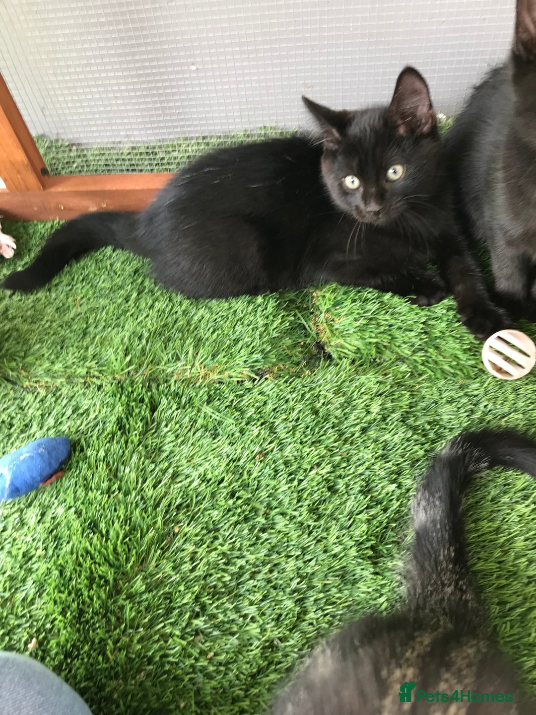 Mixed Breed cats for sale: 2 boys Available today 30/8/25 - Image 3