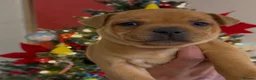Staffordshire Bull Terrier dogs for stud: Exceptional Red Staffordshire Bull Terrier! - Advert 19