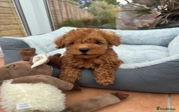 Schnoodle dogs for sale: Schnoodle puppies  - Advert 15