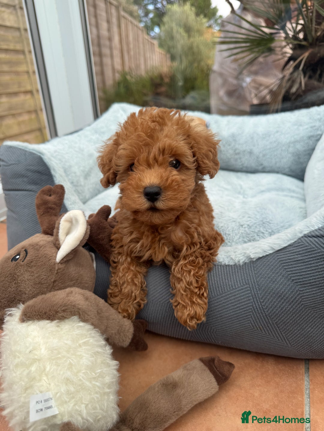 Schnoodle dogs for sale: Schnoodle puppies  - Advert 15
