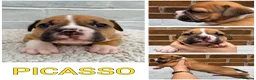 Olde English Bulldogge dogs for sale: Champion, Health Tested Parents, OEB puppies in Normanton - Advert 29