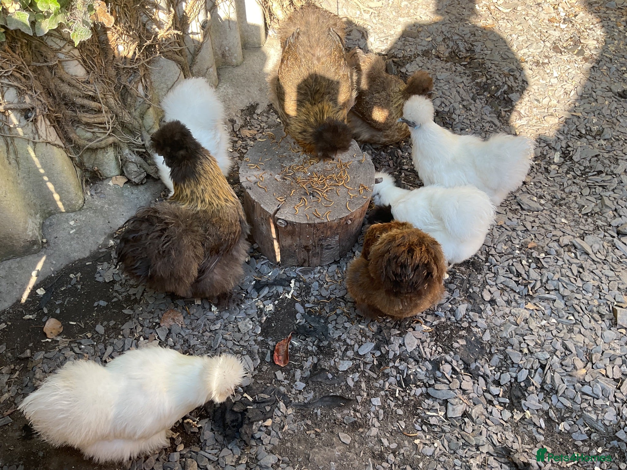 Chickens poultry White silkies - Advert 2