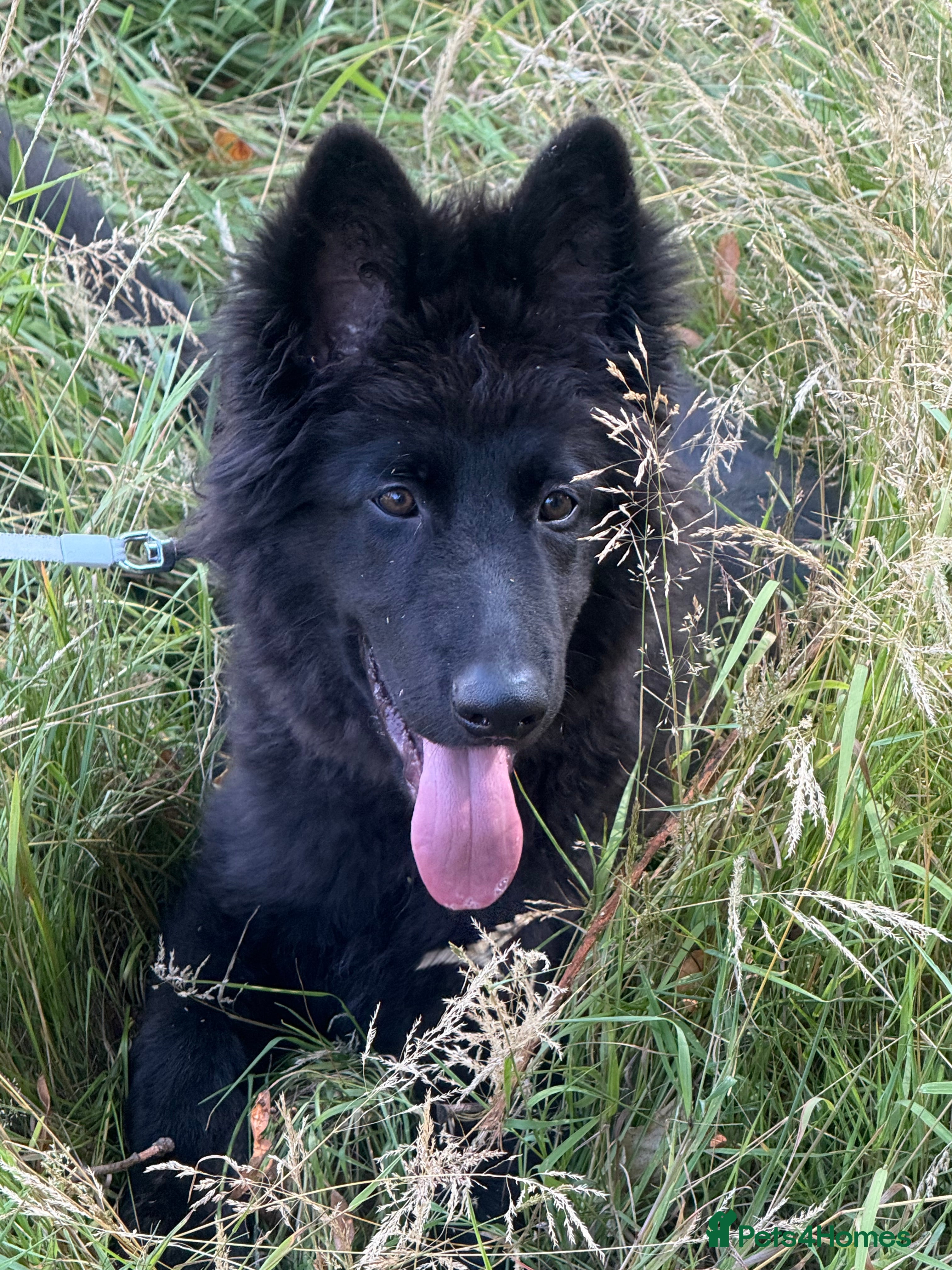 German Shepherd dogs Nemo  - Advert 18