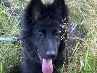 German Shepherd dogs Nemo - Advert 2