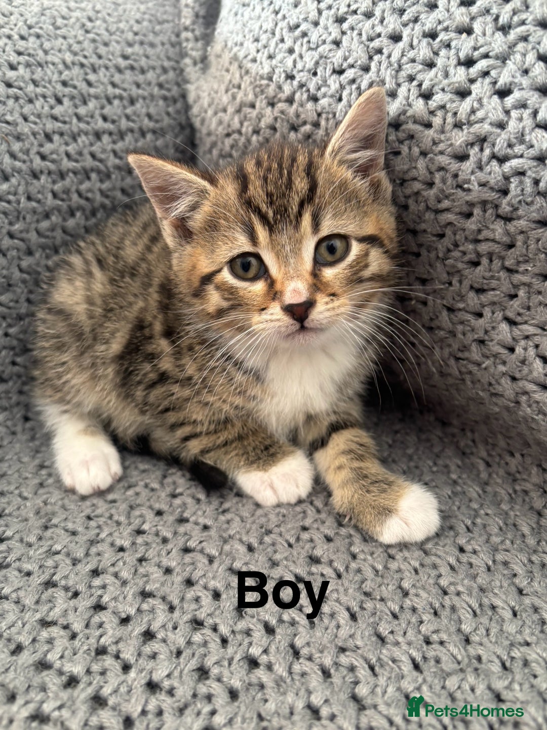British Shorthair cats for sale: Kittens ready now  - Image 6