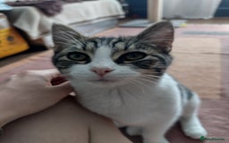 Domestic Shorthair cats for adoption: Sam & Olly, super cuddly brothers  - Image 7