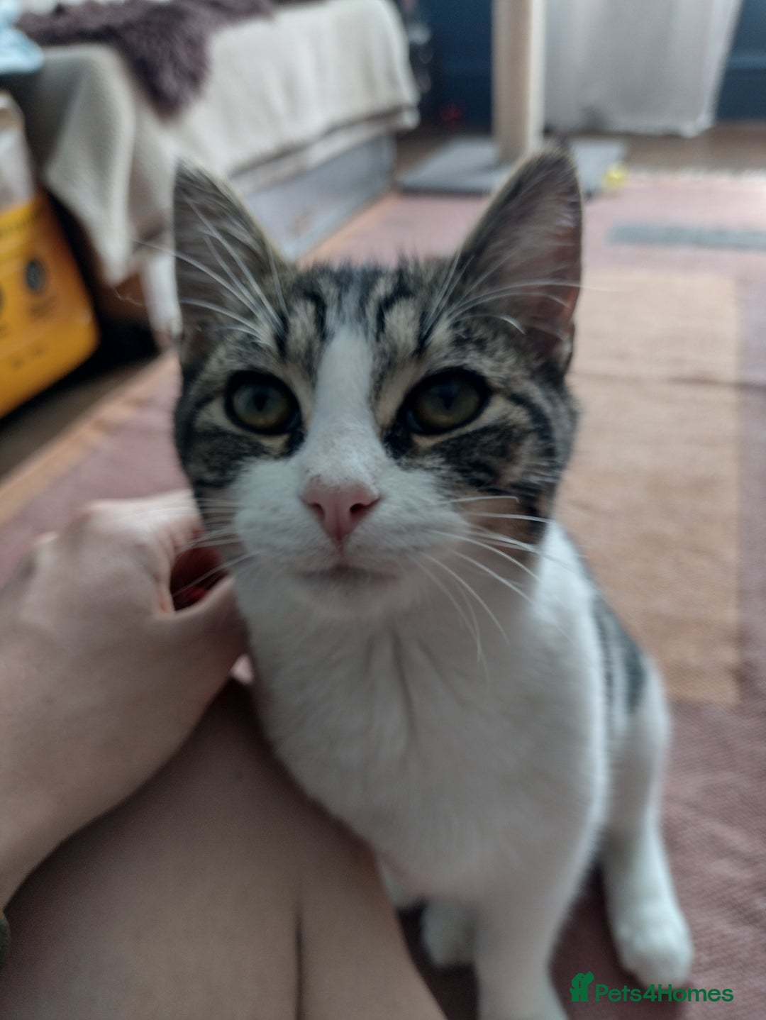 Domestic Shorthair cats for adoption: Sam & Olly, super cuddly brothers  - Image 7
