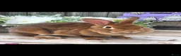 Rex rabbits for sale: Cinnamon Mini Rex Doe Available  - Advert 2