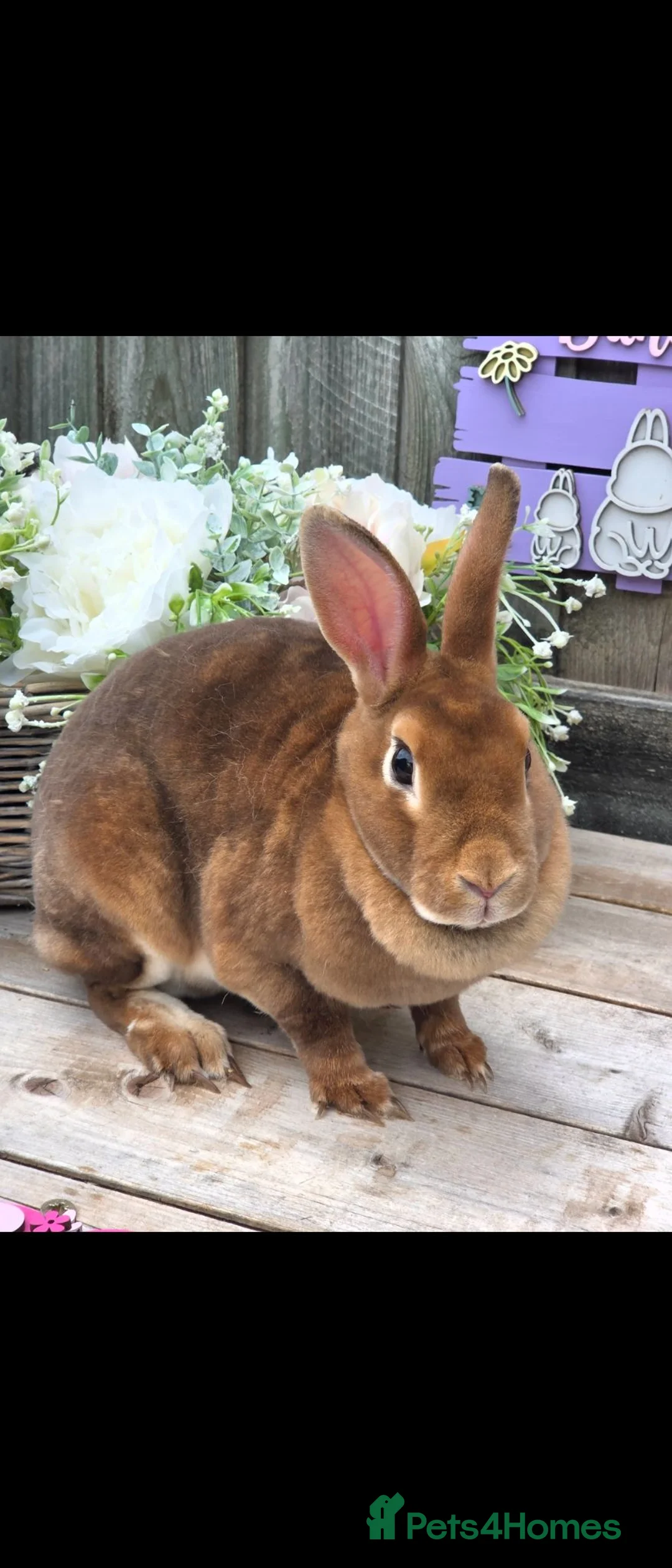 Rex rabbits for sale: Cinnamon Mini Rex Doe Available  - Advert 2