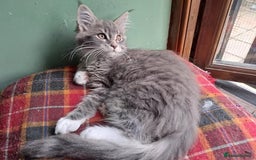Maine Coon cats for sale: Maine Coon Kittens - Image 13