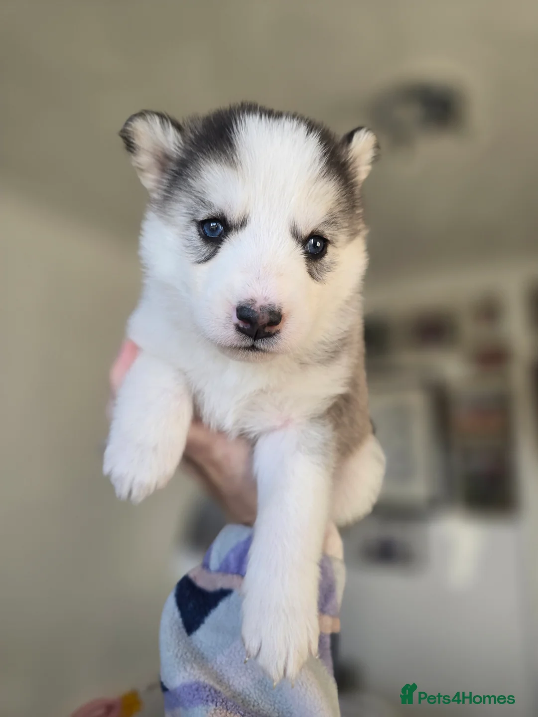 Alaskan Malamute dogs for sale: READY 2 female fluffy pups left - Advert 4
