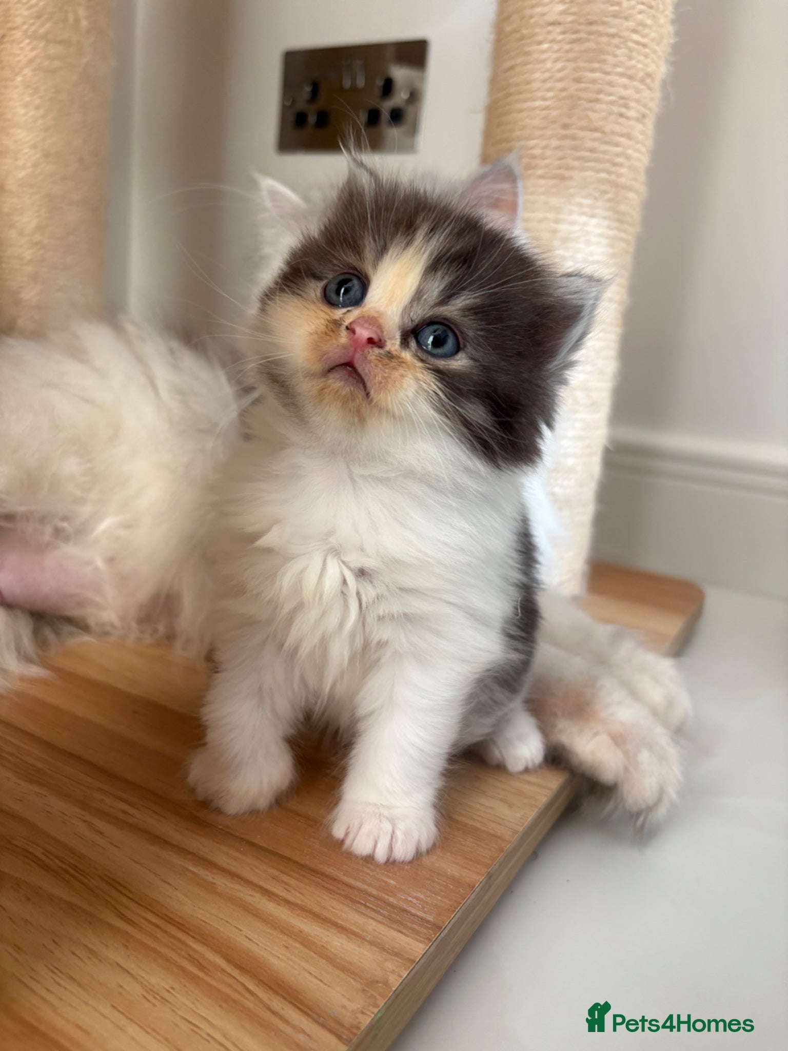 Persian cats Mixed Persians  - Advert 4