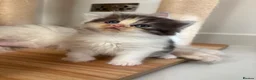 Persian cats for sale: Mixed Persians  - Advert 3
