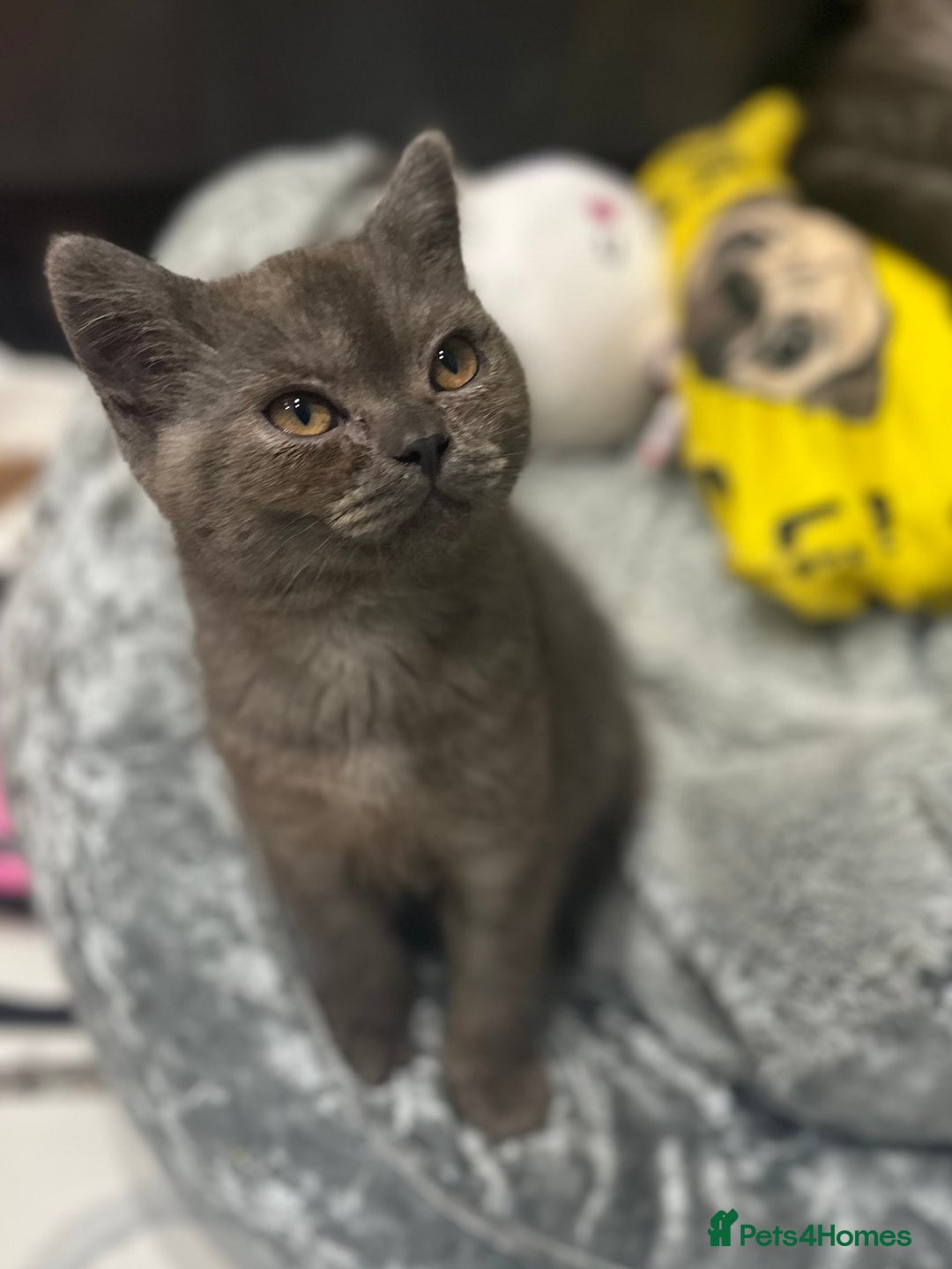 British Shorthair cats for sale: GORGEOUS BSH KITTENS in Oldham - Image 5